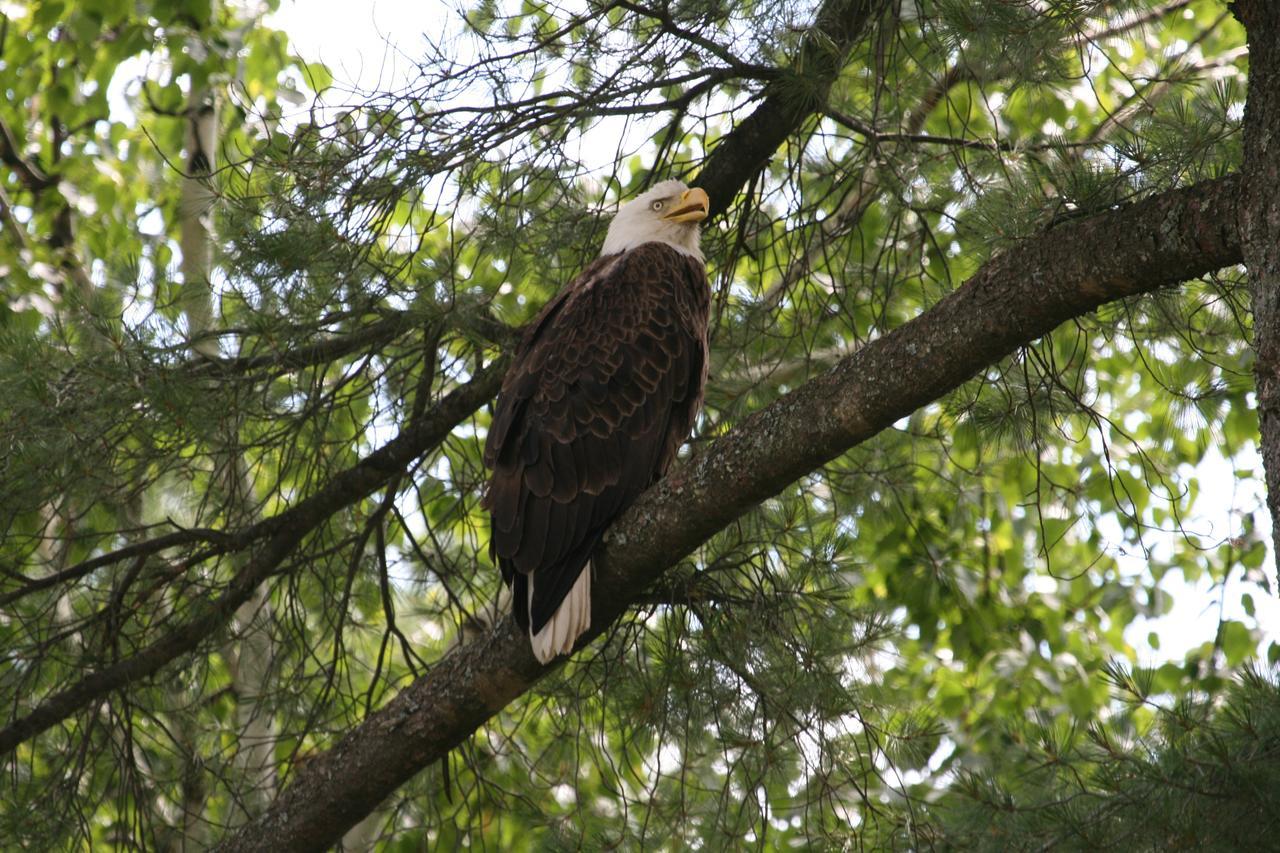 Lake Forest Resort Eagle River Eksteriør billede